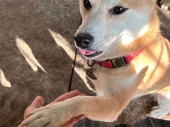 -柴犬高等学院·狗咖·柴犬售卖·宠物训练