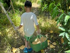 -老袁家蜜桃农场·阳山水蜜桃
