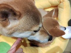-逗柴咖啡屋·狗咖猫咖宠物桌游