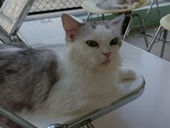 -怪兽屋·羊驼·猫咖·狗咖(俊华广场店)