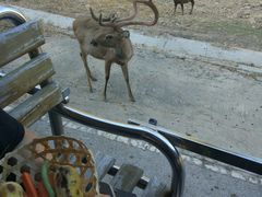 -清迈夜间动物园