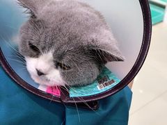 -安安宠物医院(情缘分院)