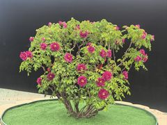 -太阳宫公园