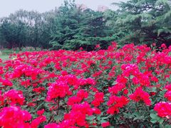 -朝阳公园
