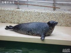 胖胖的小海豹-绿色时代大酒店