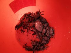 -吴淞炮台湾湿地森林公园烧烤区