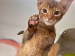 -青奢宠物·青奢猫舍