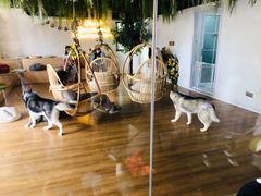 -Husky Go! 哈士奇体验馆·宠物咖啡厅狗咖