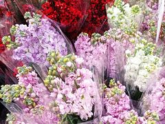 -循礼门鲜花花市(武汉循礼门店)