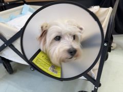 -瑞鹏宠物医院·宠保定点·心脏科·内科(御桥分院)