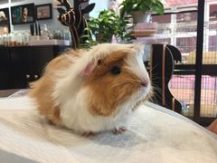 -藦茜花园宠物主题亲子互动体验馆(国顺东路店)