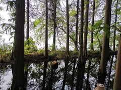 -东湖落雁景区