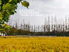 -上海长兴岛郊野公园