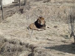 -石家庄市动物园