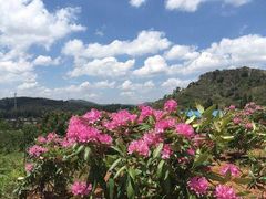 -名花谷生态庄园