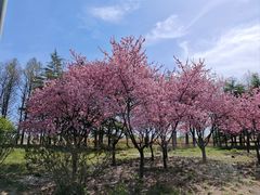 -唐岛湾公园