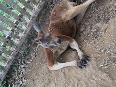 -贵州森林野生动物园