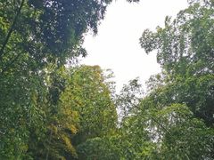 -树山生态村