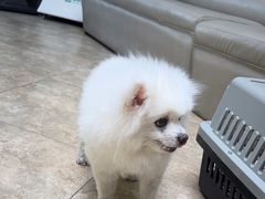 -美联众合动物医院·24h转诊中心