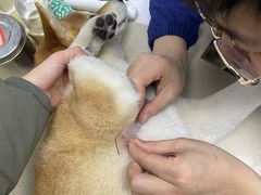 -爱侣·安琦尔宠物医院·中兽医针灸·心内科·狂犬免疫点(宝山区院)