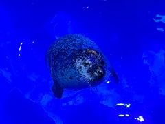 -海合安青岛极地海洋公园