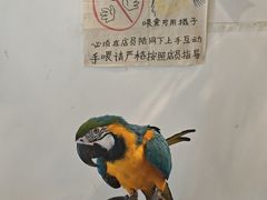 -吉丁鸟咖·异宠·寄养