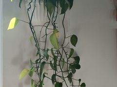 -珞珈山-售票处