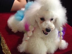 狗狗染发-东浩兰生上海世博展览馆