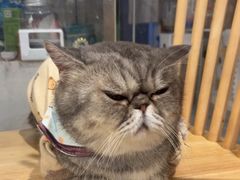 -楼上猫咖(罗湖店)