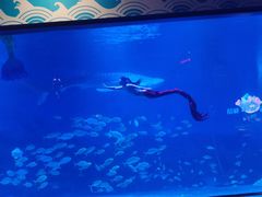 -烟台海昌鲸鲨海洋公园