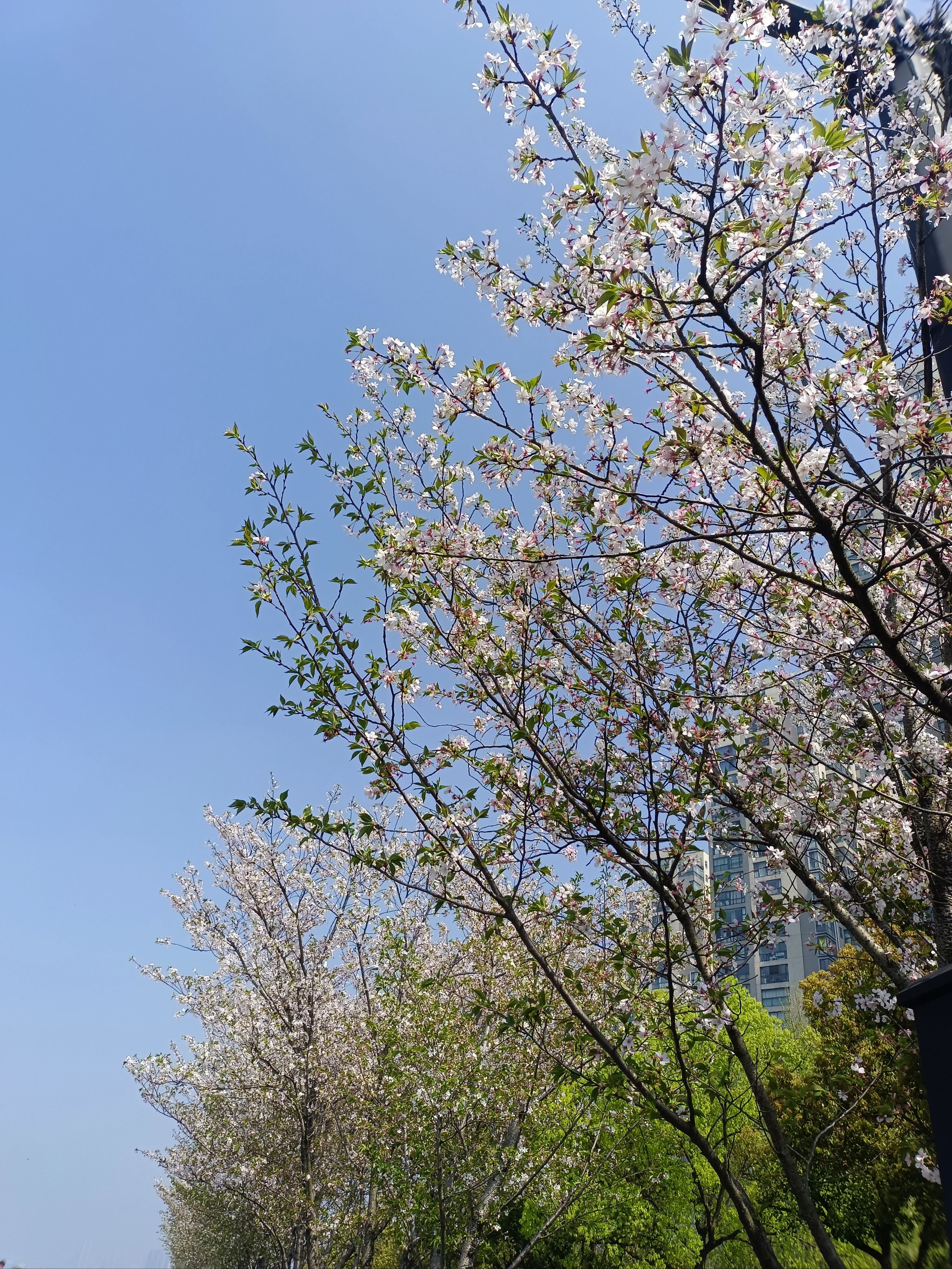 樱花落满地图片图片