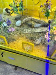 -神奇动物撸宠馆·羊驼·小浣熊·异宠(豫园店)