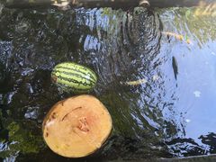 -源泉冷水鱼庄(小鱼洞店)