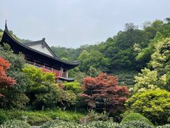 -嘉龙茶庄