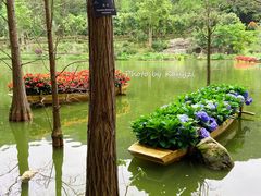 -深圳仙湖植物园