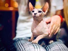 -more than meow吴止猫主题餐厅(承德 中船汇店)