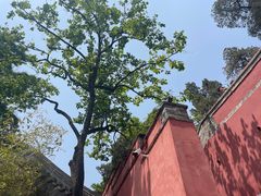 -潭柘寺景区