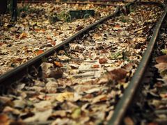 -合肥滨湖国家森林公园