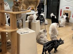 -有喵·猫咖·狗咖·30几只猫10只小狗(岗厦店)