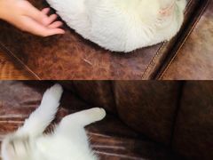 -猫小院猫主题餐厅(三里屯店)