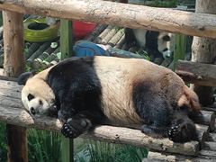 -大连森林动物园