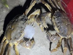 -阳澄湖半岛旅游度假区