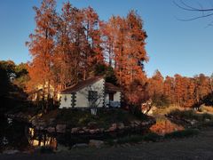 -上海共青森林公园