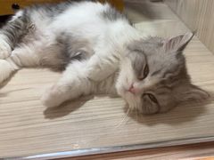 -屋虎猫馆(宝安大仟里店)