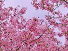 -天适樱花悠乐园