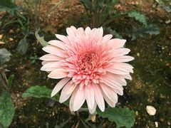 -松山湖梦幻百花洲