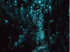 -怀托摩萤火虫洞