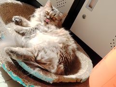 -平行世界·猫咖(首经贸店)