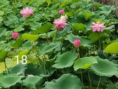 -莫愁湖公园