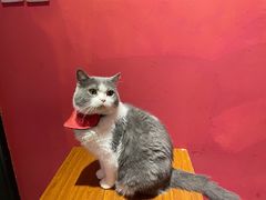 -猫色咖啡·猫咖